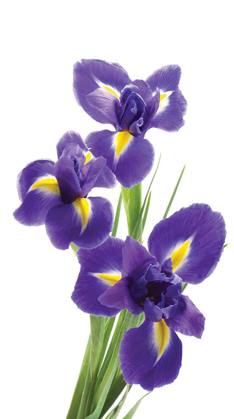 Giuseppe Libero Padoan