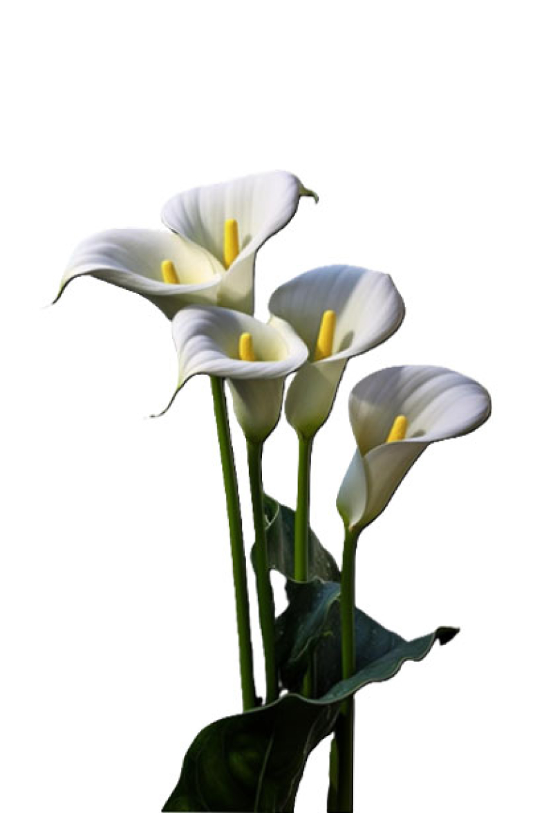Romana Trombini